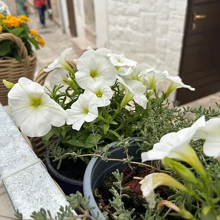 Bed & Breakfast Trame Poesia Di Mare 2